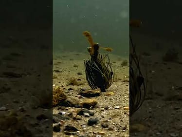 Tough to beat hopping a 🏈Jig! Featured:@bassproshopsXPS Tungsten Football Jig / XPS Crawdigy Bug