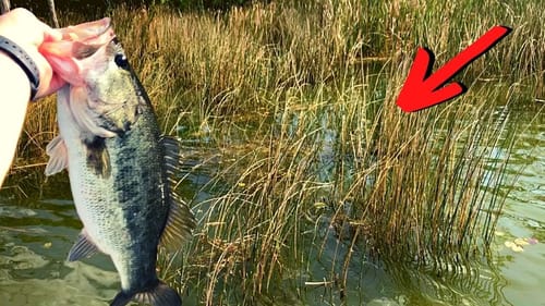 STOP and fish THESE every time you SEE Them...