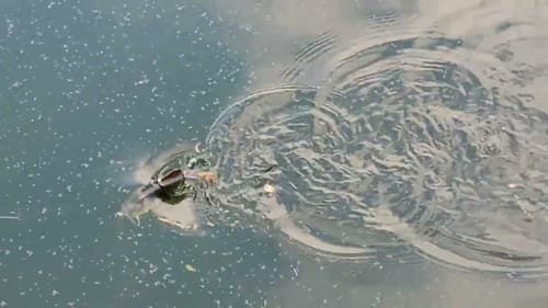 Swimbait Review: Windmill Custom Baits Gill Wakes