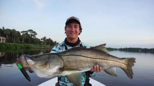 Huge Snook on Top