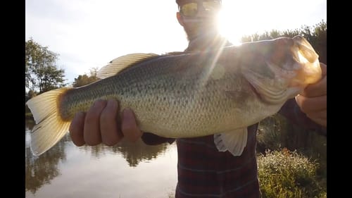 Texas Rig Bass Fishing