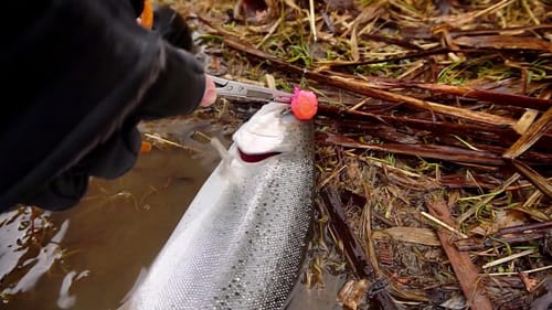 Early Winter Steelhead Fishing!