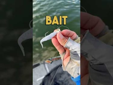 Downsizing tips for the fall transition #bassfishing