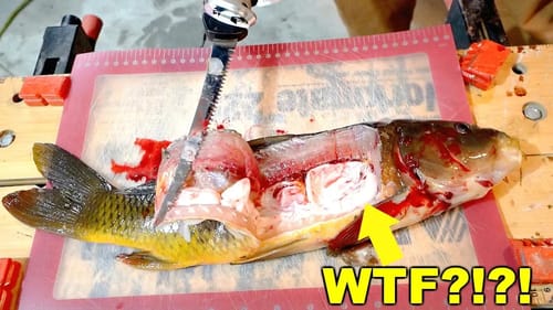 DISGUSTING Carp Catch n' Cook! IS IT EDIBLE???