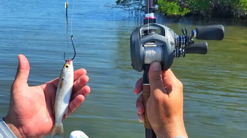 Fishing Live Finger Mullet to Figure Out New Water