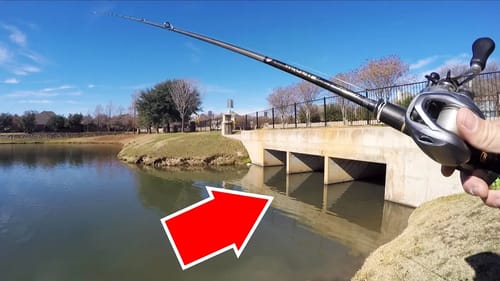 NEVER SEEN THIS! Bass SPAWNING in Ponds in WINTER!?