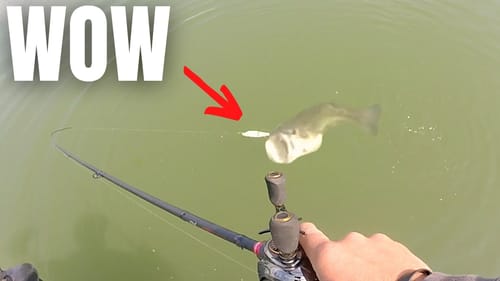 This BIG BAIT Is Absolutely PHENOMENAL (You Can Do This)