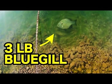SIGHT FISHING a 3 LB BLUEGILL in CRYSTAL CLEAR WATER!!