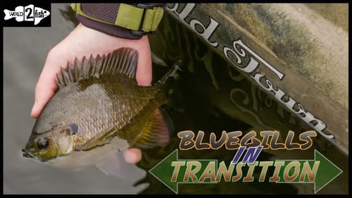 How to Catch Fall Bluegills on Jigs and Plastics