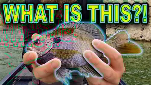 This Is How It All Started... (SURPRISE CATCH) Post-Spawn Power ONLY!