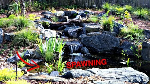 Spawning Update + Crawfish and Shrimp Added!!
