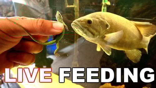 FEEDING LIVE LIZARDS to Pet Fish!! (SURPISING!)