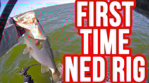 First Time Fishing a Ned Rig ~Bass Love this Bait!!!