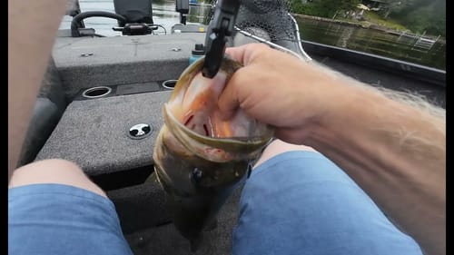 Made Some Cash at My First Wednesday Night Bass Tournament!