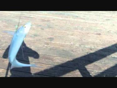 Pier Fishing Part 2