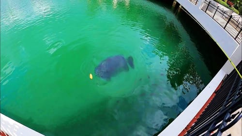 MONSTER URBAN FISH in SUPER CLEAR POND!!