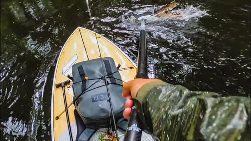 I Had to Fight An Alligator While Fishing on a Paddleboard!