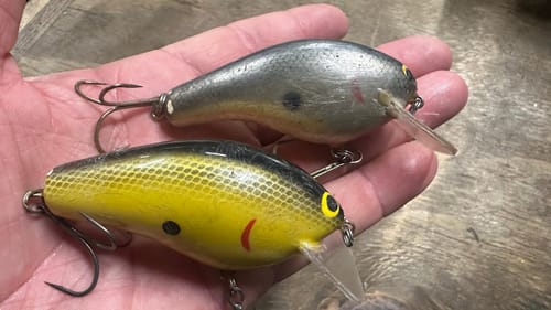 The Lure Flat-Brimmed Livescopers Know Nothing About…
