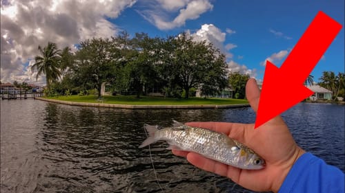 Live Bait Gets Destroyed by Big Fish Against SeaWalls