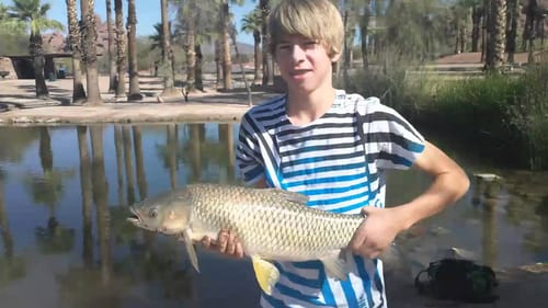 Good Catfish and Carp.