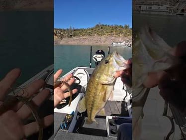 Finesse Worms + Bass Union Neko Weights 🎣 Subscribe ✔️ #NekoRig #FinesseFishing #BassUnion