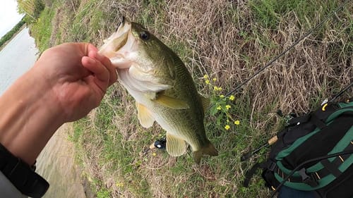 Post-Front Springtime Bassin' (Finesse Swimbaits and LV500's)