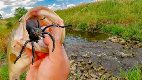 Bass Eat SPIDERS??? SURPRISING Test Fishing NEW Spider Topwater!