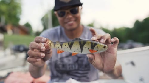 New Custom Musky Swimbaits Mail Call
