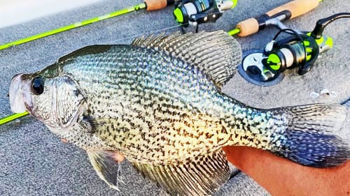 Crappie Fishing LAKE GUNTERSVILLE In The Fall! (Finicky Crappie)