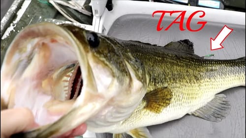 Caught a Rare Tagged Bass!