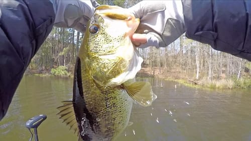 Mystery Tackle Spawn Fishing Challenge
