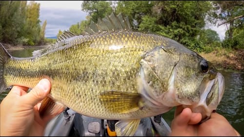 Senko and Topwater - Kayak Bass Fishing A Small Backwater Creek