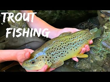 Fly Fishing the BEST TROUT STREAM In NC! (Insane)
