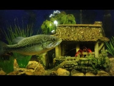 Crawfish Living in Fish Tank with My Two Pet Bass??
