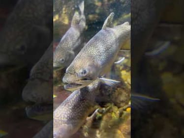 Can You Name That Fish?
