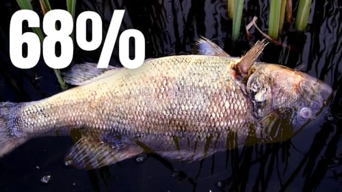 Bass TOURNAMENT Mortality (This Might Shock You)