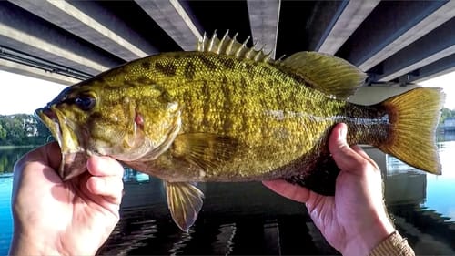 Smashing Topwater Smallies!
