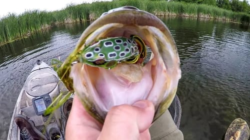 Summer Time Frog Fishing Fun!