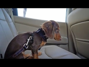 How I almost killed my dog.