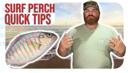 Surf Perch Quick Tips! (w/ Austin Wilson)