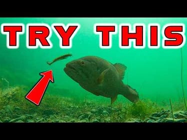 How To Catch Bass With Plastic Worms! **Underwater Footage Of Dropshot, Ned Rig, And Texas Rigs**