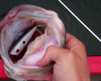Unbelievable Top Water Action!!! Bass Fishing with Poppers at Dreamstrike Lake.