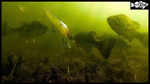 Bass Fishing on Grass Flats with Hard Jerkbaits | An Overlooked Option