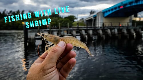 Catching Dinner the Easiest Way! {Catch & Cook}