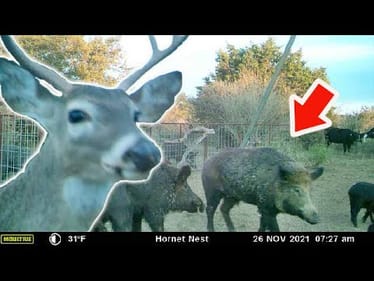Another Whitetail Hunt Lost to Hogs - Feral Pig TAKEOVER!