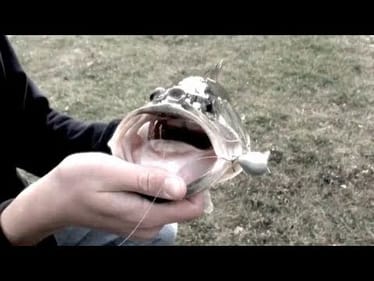 Fish on