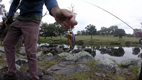 MURRAY COD FISHING Cast Mag Murray Cod and Trout - Escape to New England with Josh King