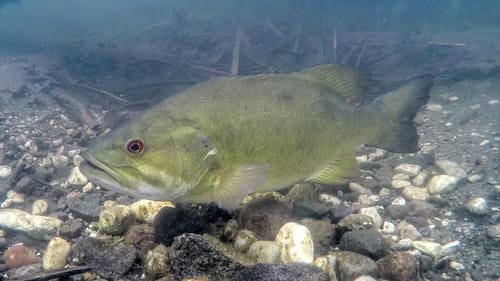 Smallmouth Bass Bed Guarding Duty