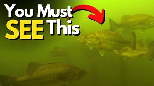 We Found the Mother-Lode of Bass Where We Didn't Expect