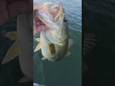 DEFIANT underspin + Biwaa 3"Kapsiz Swimbait